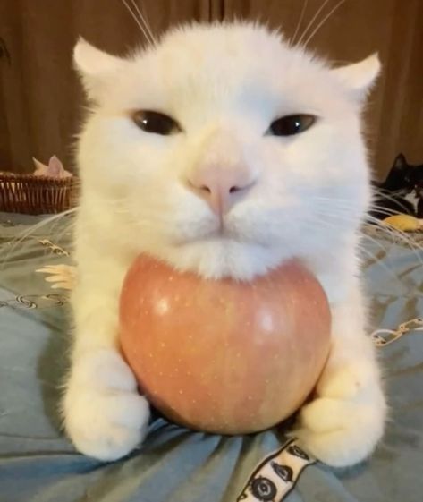 Cat resting head on apple