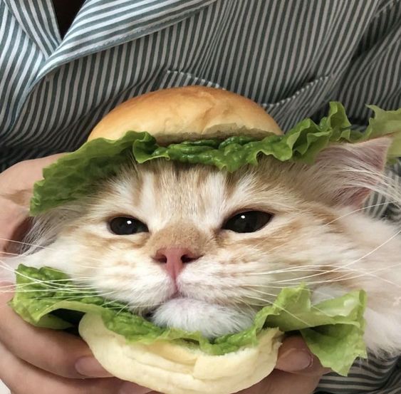 Cat head with lettuce and bun surrounding