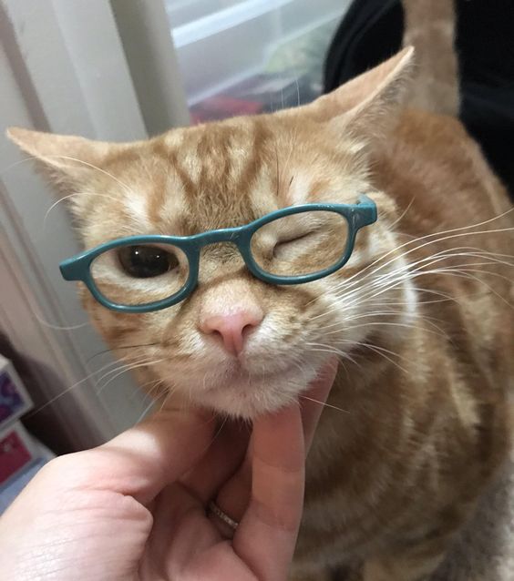 Cat with Glasses