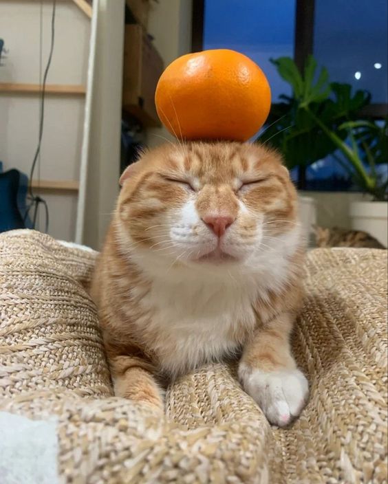 Cat with orange on its head