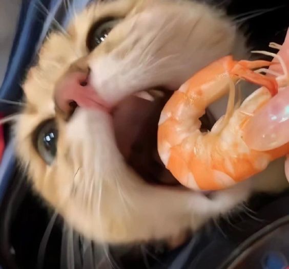 Cat about to eat a shrimp